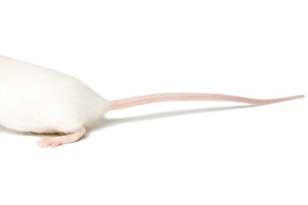 White mouse