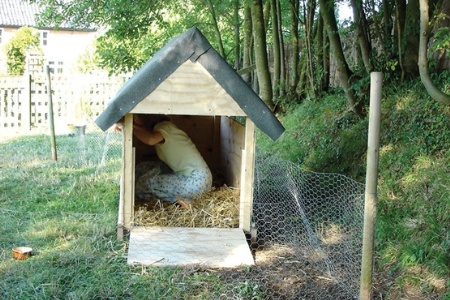 Woman repairing duck house
