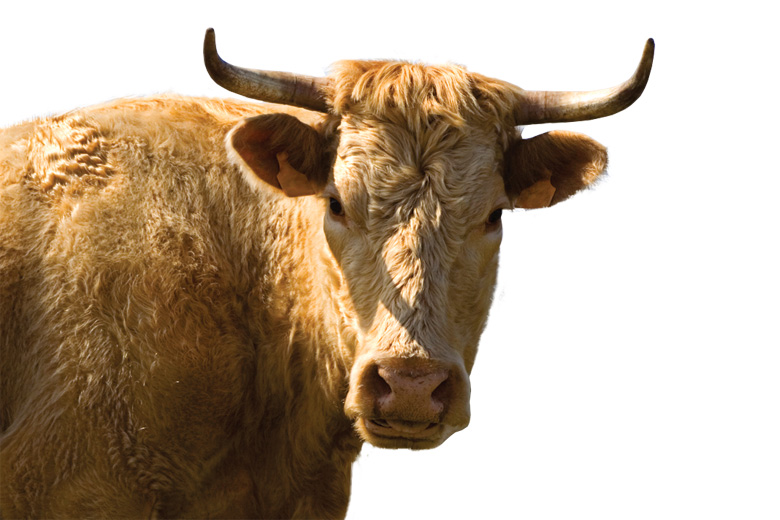 Bull angrily looking into camera Bull angrily looking into camera