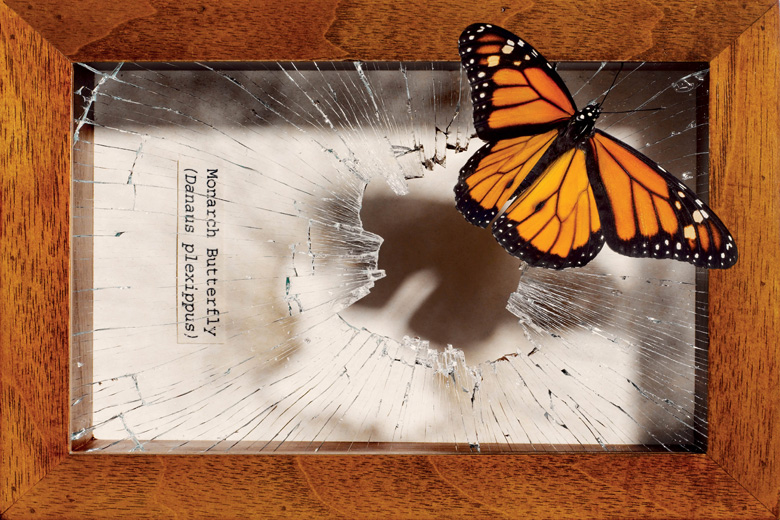 Butterfly breaking free from box frame Butterfly breaking free from box frame