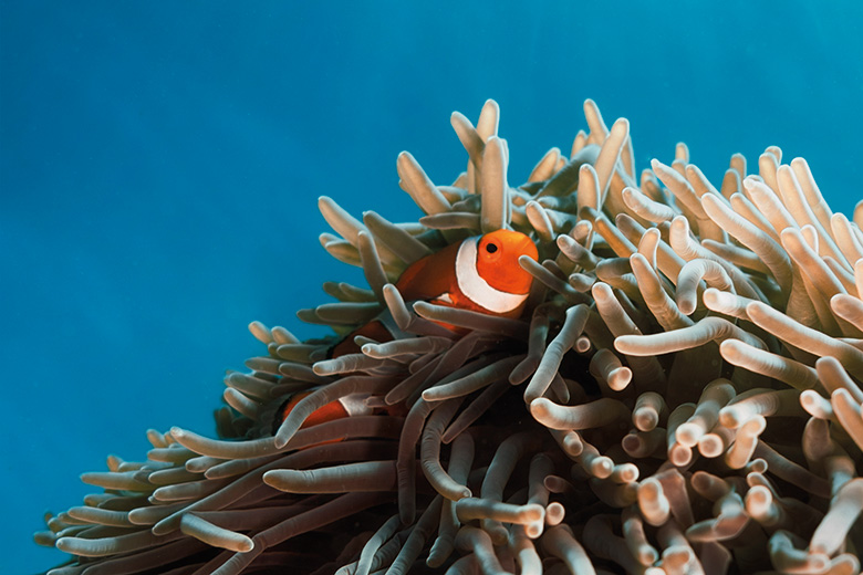 Clown fish hiding among anemone Clown fish hiding among anemone