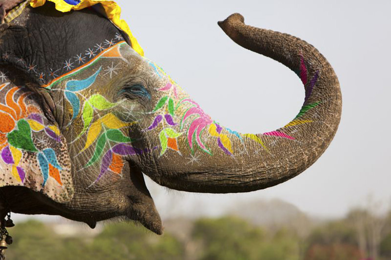 Decorated Indian elephant raising trunk Decorated Indian elephant raising trunk