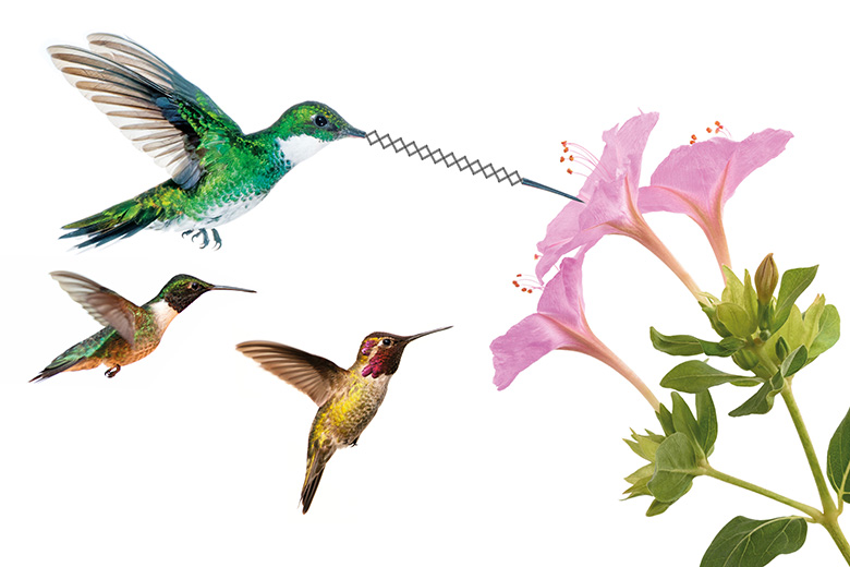 Flying hummingbirds feeding on nectar from flower Flying hummingbirds feeding on nectar from flower