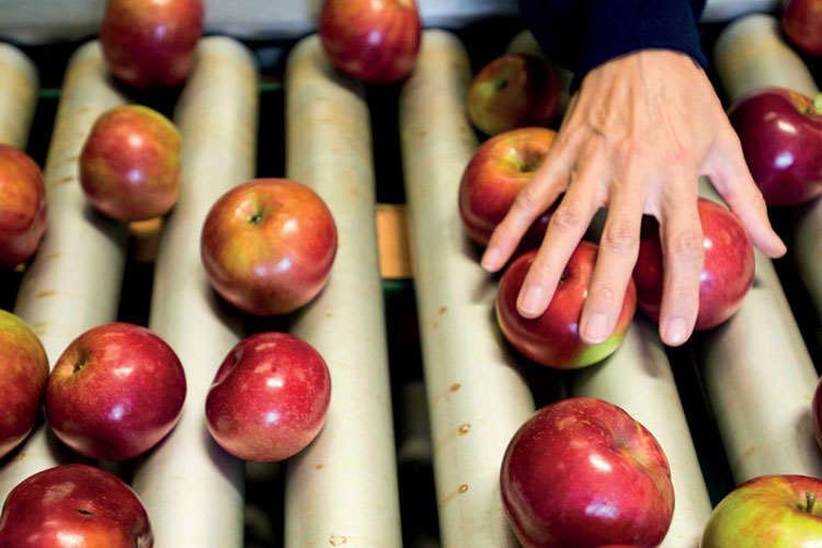 Hand reaching for apple Hand reaching for apple