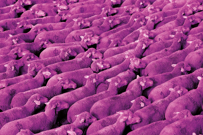 Herd of purple sheep Herd of purple sheep