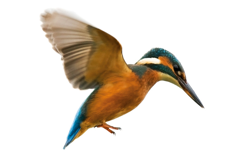 Kingfisher bird in flight Kingfisher bird in flight