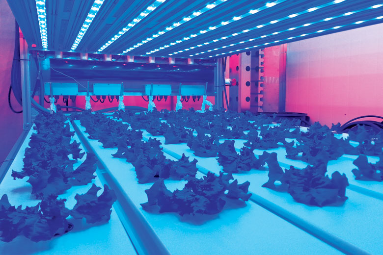Lettuce being grown beneath artificial light sources Lettuce being grown beneath artificial light sources