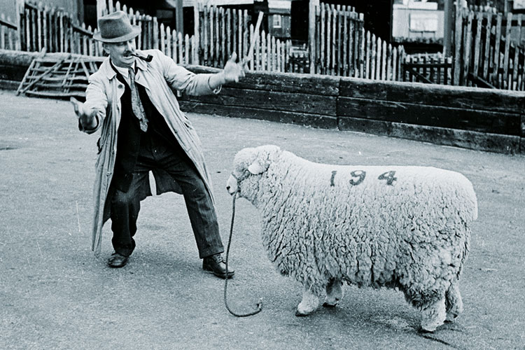 Man standing in front of sheep Man standing in front of sheep