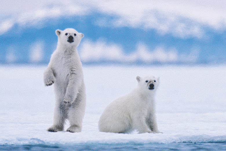 Polar bear cubs looking into camera, Svalbard archipelago Polar bear cubs looking into camera, Svalbard archipelago