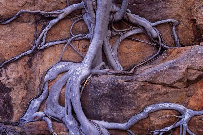 roots roots