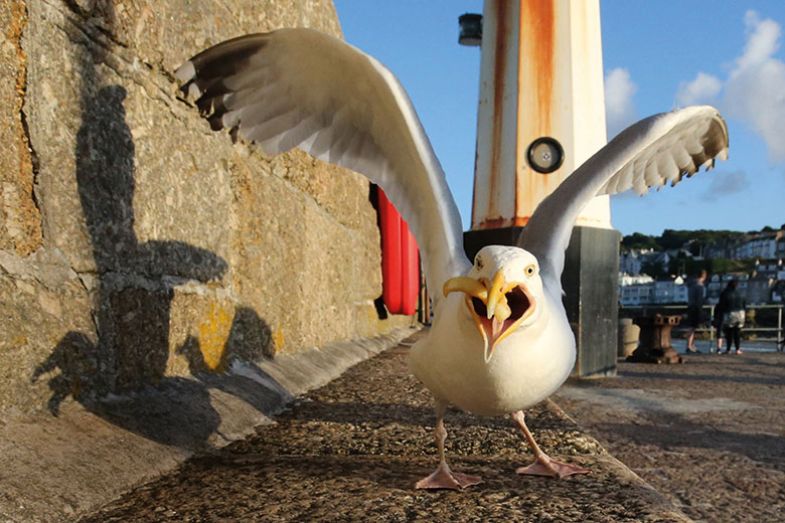 seagull-with-chip seagull-with-chip