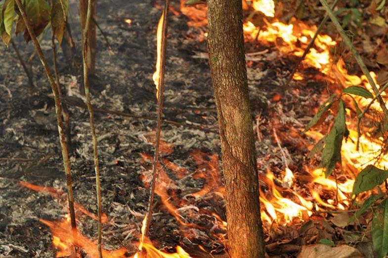 forest-fire forest-fire