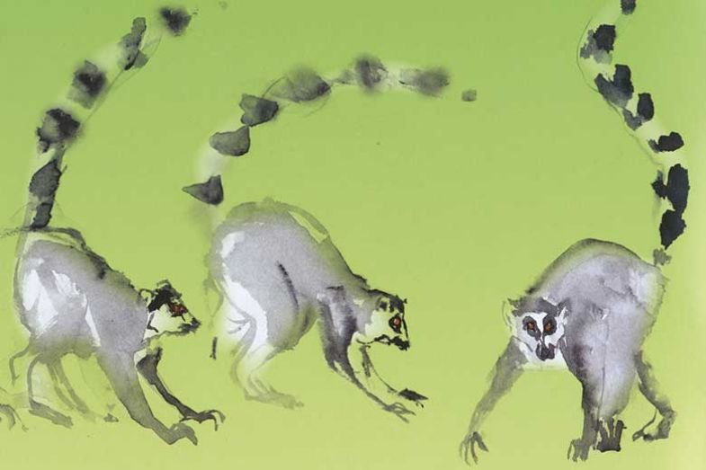 lemursgreen lemursgreen