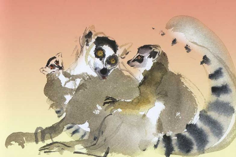 lemursorange lemursorange