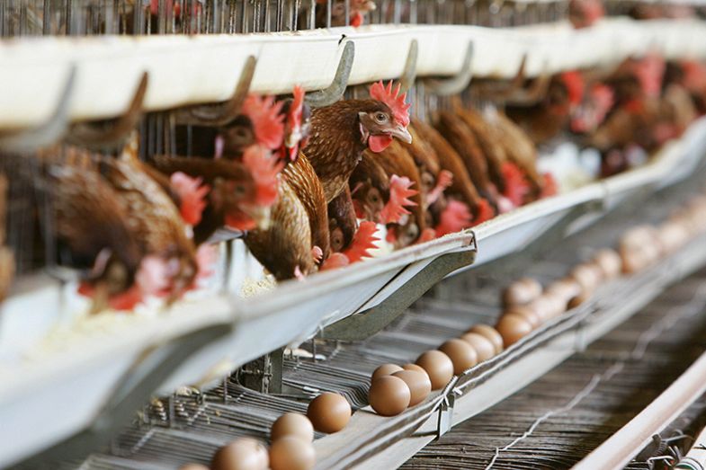 Caged battery hens producing eggs, illustrating a need for regulation of for-profit providers in higher education.