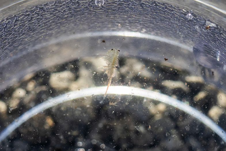 Sample from Mono Lake showing a brine shrimp