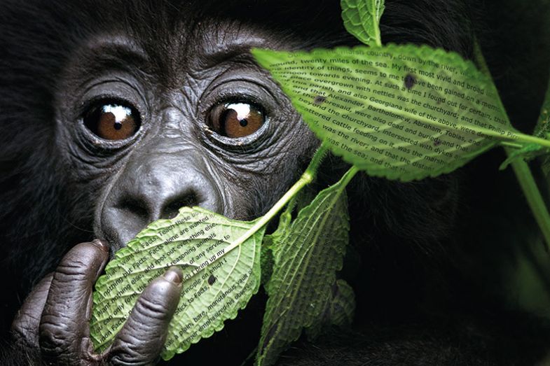 Gorilla Gorilla