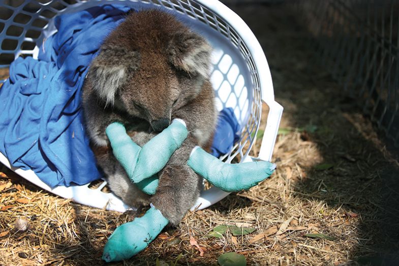 Many koalas on Kangaroo Island were severely injured as the fires burned uncontrollably Many koalas on Kangaroo Island were severely injured as the fires burned uncontrollably