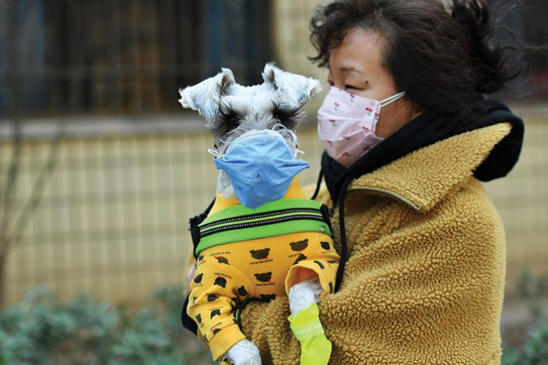 Dog in mask Dog in mask