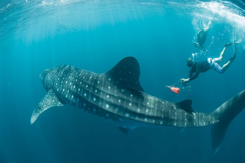 Tagging a whale shark Tagging a whale shark