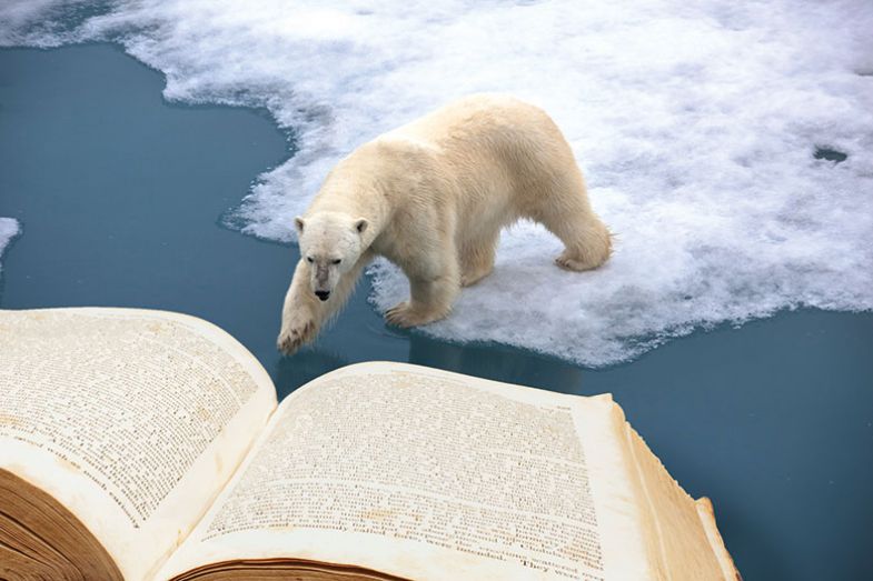 Polar bear Polar bear