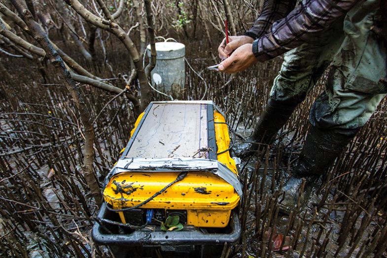 Scientist measuring greenhouse gas emissions at a mangrove forest Scientist measuring greenhouse gas emissions at a mangrove forest