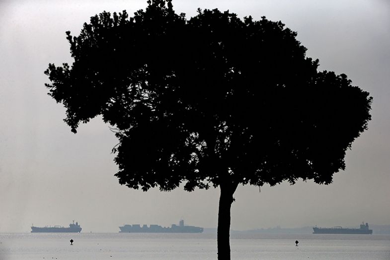 A tree by water A tree by water