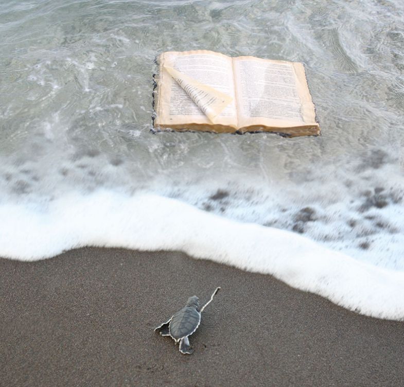 Turtle going into sea Turtle going into sea