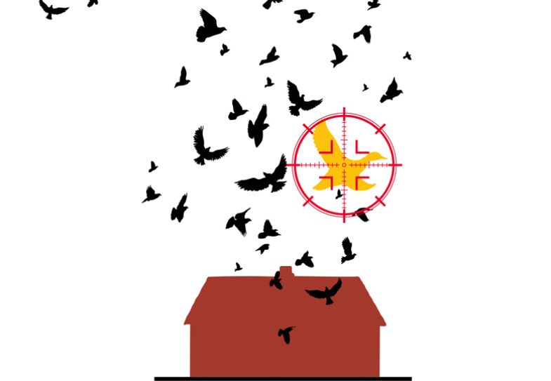 Montage of birds flying with one being targeted in a circle Montage of birds flying with one being targeted in a circle