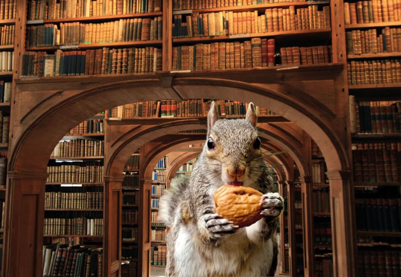 Concept of a squirrel in a library montage Concept of a squirrel in a library montage to illustrate a toothless squirrel