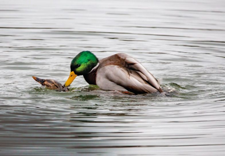 Duck fighting another duck Duck fighting another duck to illustrate A ban is needed because of the power dynamic, which is ripe for abuse