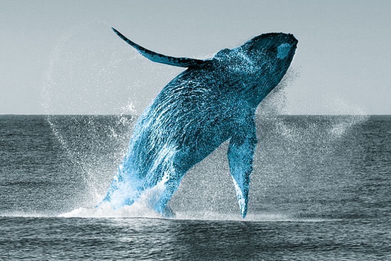 A humpback whale jumps A humpback whale jumps illustrating ‘It has taken me over a decade to recover some of the playfulness and freedom I had in graduate school’