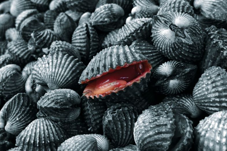 Close up of shells Close up of clam shells to illustrate ‘Interaction is not a curse but a bless ing that makes the academic life a particularly rich human tapestry’