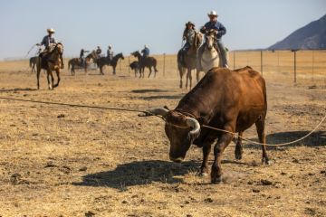 A bull is roped by some cowboys
