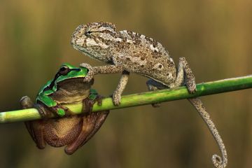 Chameleon and frog
