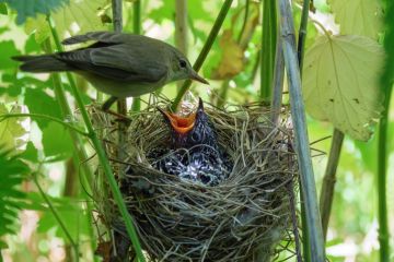 A Chick of Common Cuckoo (Cuculus canorus) in nest of Marsh Warbler (Acrocephalus palustris). Ryazan region (Ryazanskaya oblast), the Pronsky District, Denisovo.