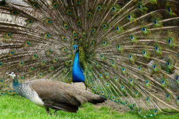 A pair of peafowl, a peahen in the foreground and the peacock displaying his train.