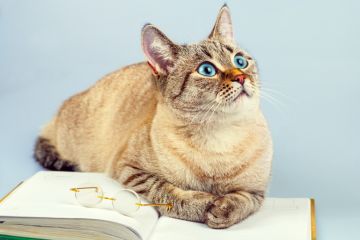A scholarly cat Cat, feline