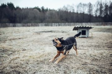 Aggressive angry guard dog barks and growls
