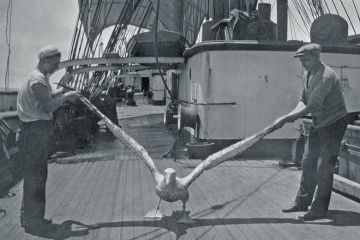 Albatross Albatross