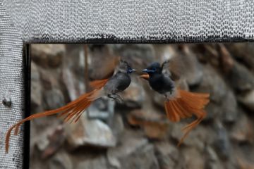 An African Paradise Flycatcher attacks it's reflection in a outdoor bathroom, Khowarib Lodge, Khowarib, near Sesfontein, Damaraland Namibia