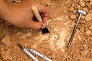 Archaeology Archaeology