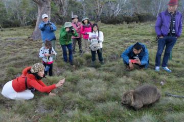 Asian tourist photographing a wombat at Cradle Mountain - Lake St Clair National Park Tasmania, Australia Asian tourist photographing a wombat at Cradle Mountain - Lake St Clair National Park Tasmania, Australia