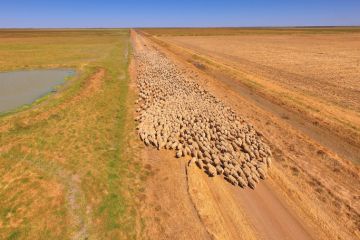 Australian sheep