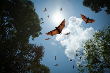 Bats in flight