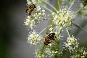 Bees pollinate a flower