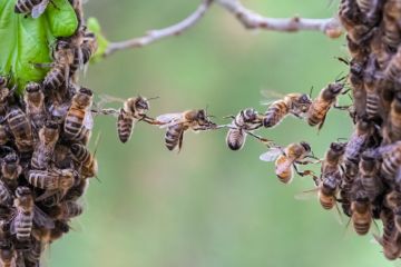 Trust in teamwork of bees bridging two bee swarm parts