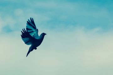 Bird flying freely