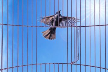A bird flies out of a cage, representing independence for Atec A bird flies out of a cage, representing independence for Atec