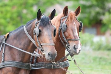 Blinkered horses